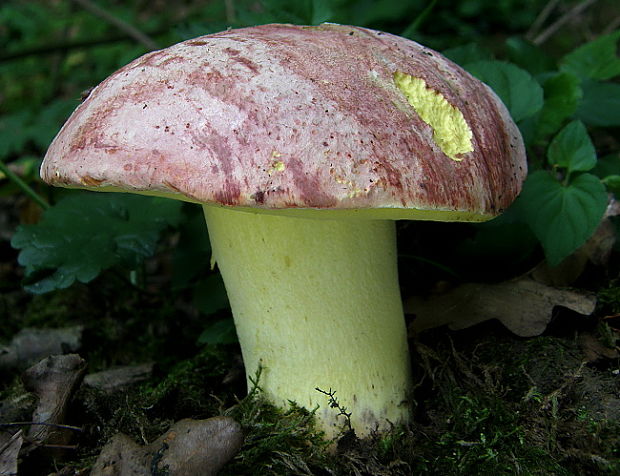 hríb kráľovský Butyriboletus regius (Krombh.) D. Arora & J.L. Frank