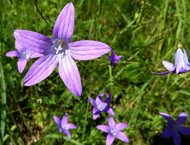 zvonček konáristý Campanula patula L.