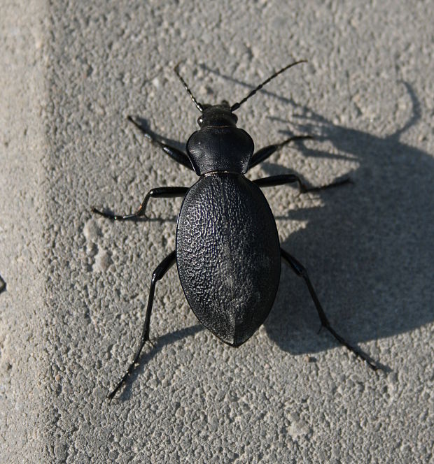 bystruška kožovitá Carabus coriaceus