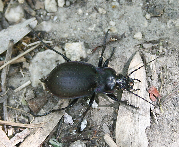 bystruška záhradná - střevlík zahradní Carabus hortensis