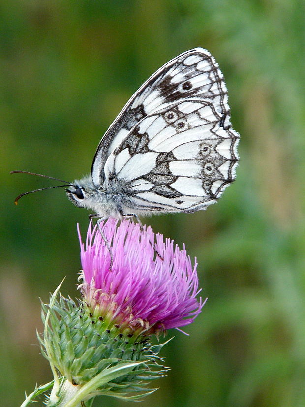 očkáň timotejkový Melanargia galathea  Linnaeus, 1758