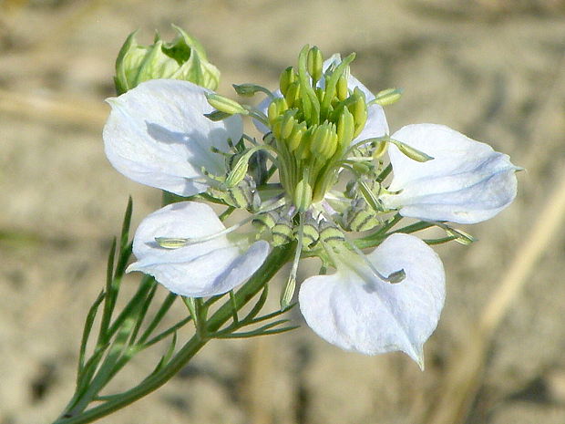 černuška roľná Nigella arvensis L.