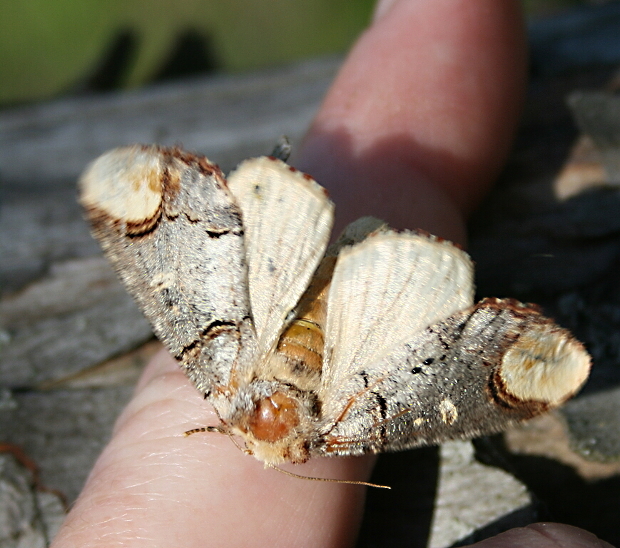 faléra lipová Phalera bucephala