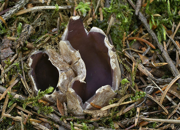 tulipánovka fialová Sarcosphaera coronaria (Jacq.) J. Schröt.