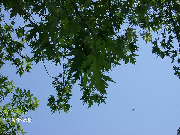 javor cukrový Acer saccharinum L.