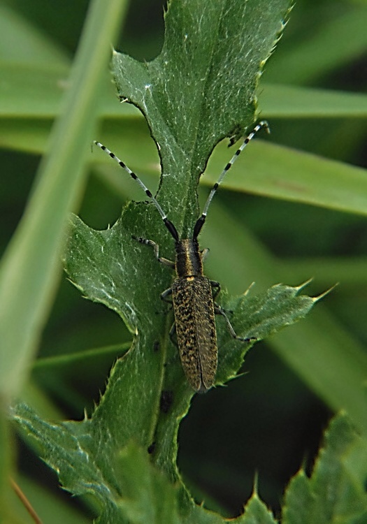 vrzúnik úzkoštíty Agapanthia villosoviridescens