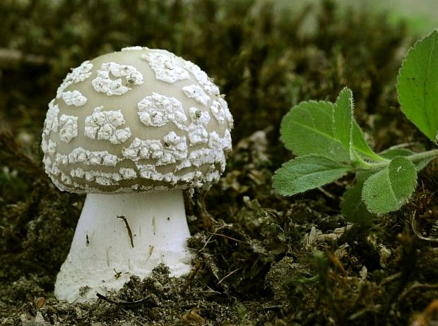 muchotrávka hrubá Amanita excelsa (Fr.) Bertill.