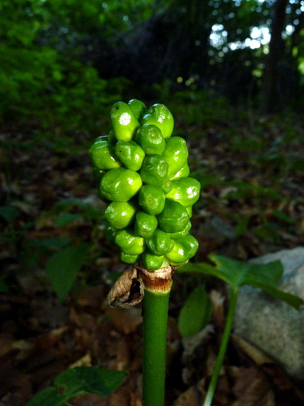 áron alpský Arum alpinum Schott et Kotschy