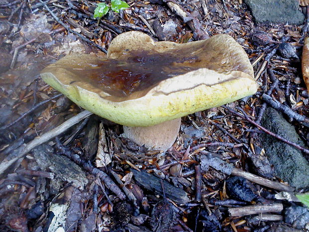 hríb smrekový Boletus edulis Bull.