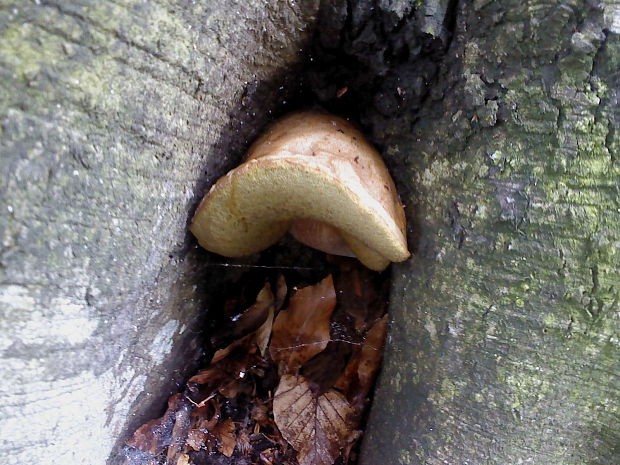 hríb smrekový Boletus edulis Bull.