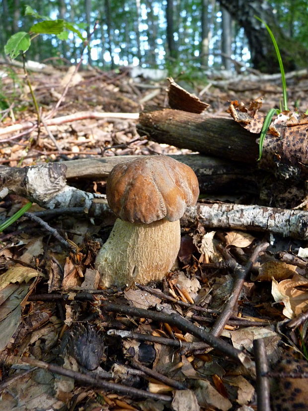 hríb smrekový Boletus edulis Bull.