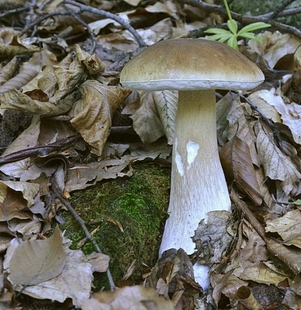 hríb smrekový Boletus edulis Bull.