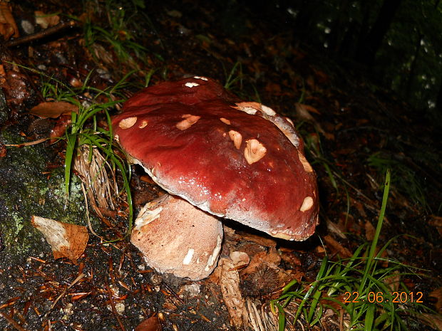 hríb sosnový Boletus pinophilus Pil. et Dermek in Pil.