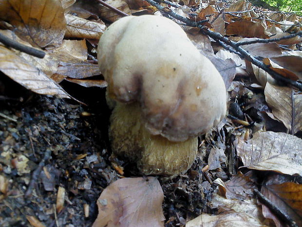 hríb dubový Boletus reticulatus Schaeff.