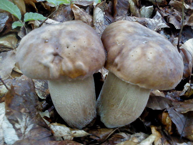 hríb dubový Boletus reticulatus Schaeff.