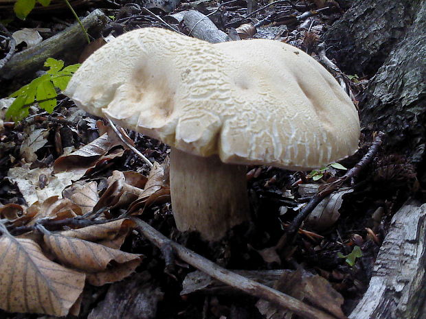 hríb dubový Boletus reticulatus Schaeff.