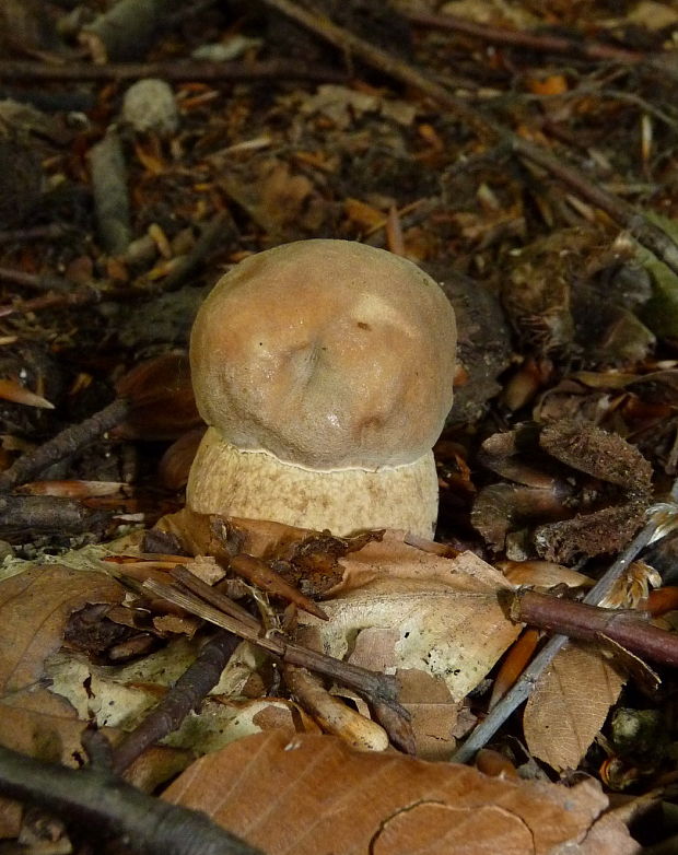 hríb dubový Boletus reticulatus Schaeff.