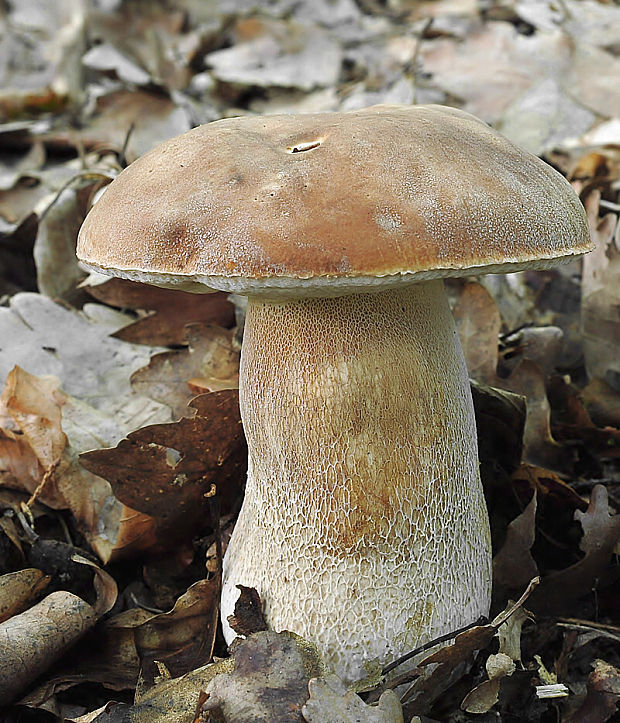 hríb dubový Boletus reticulatus Schaeff.