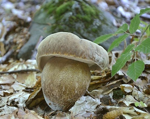 hríb dubový Boletus reticulatus Schaeff.