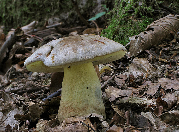 hríb striebristý Butyriboletus fechtneri (Velen.) D. Arora & J.L. Frank