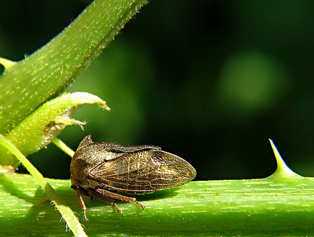 tŕňovka lieskova Centrotus cornutus