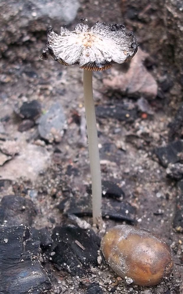 hnojník Coprinus sp.