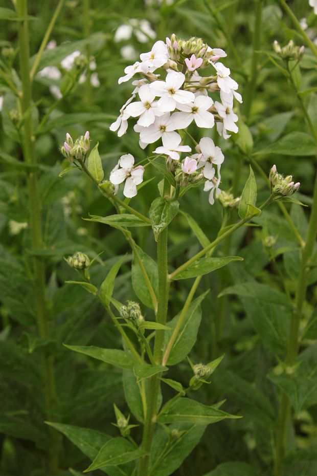 večernica voňavá Hesperis matronalis L.