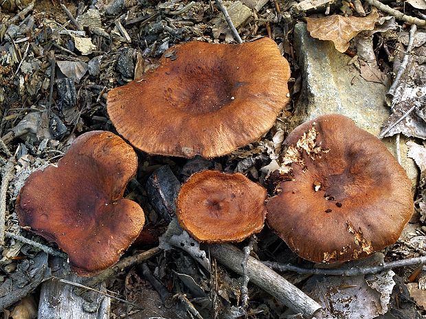 rýdzik hnedočervený Lactarius badiosanguineus Kühner & Romagn.