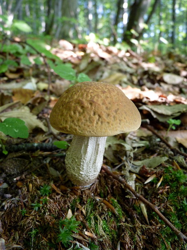 kozák hrabový Leccinum pseudoscabrum (Kallenb.) Šutara