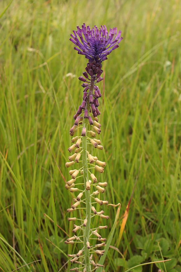 leopoldia chochlatá Leopoldia comosa (L.) Parl.