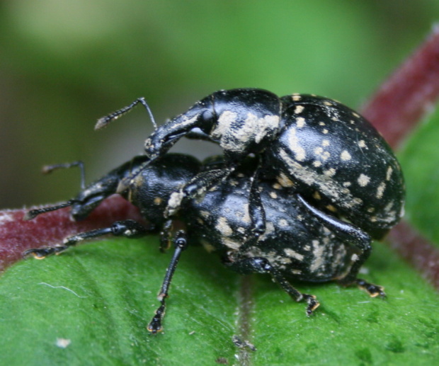 klikoroh devětsilový Liparus glabrirostris