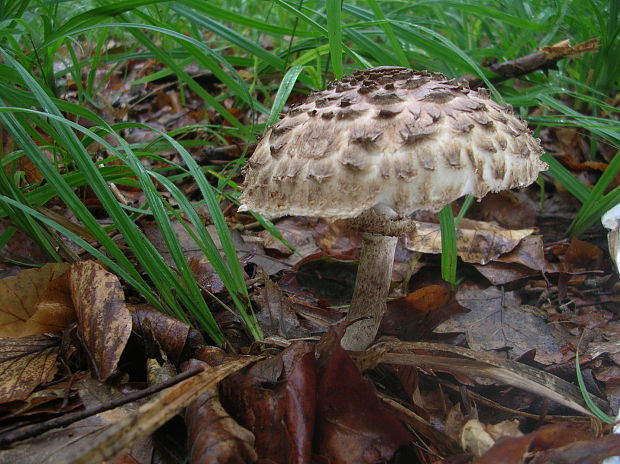 bedľa vysoká Macrolepiota procera (Scop.) Singer