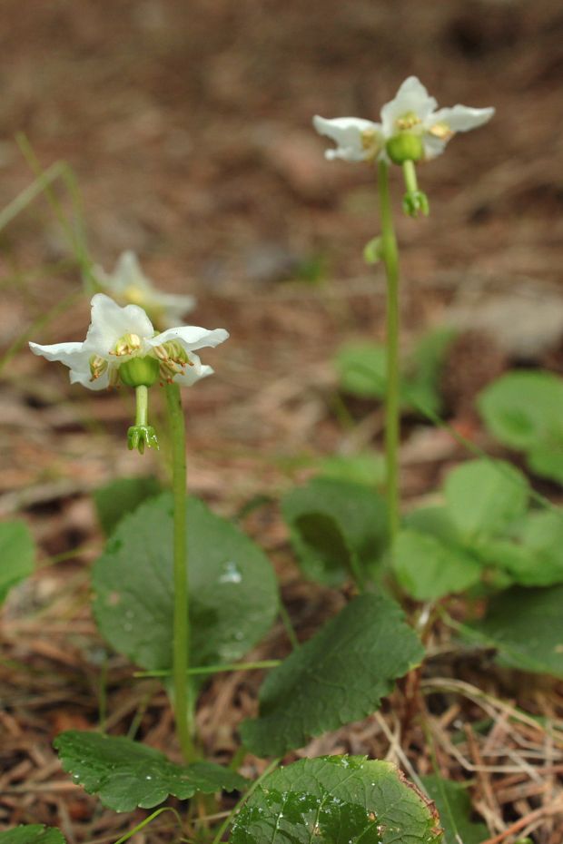 jednokvietok veľkokvetý Moneses uniflora (L.) A. Gray