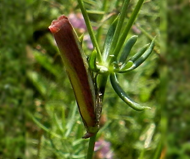 vijačka lucernová Oncocera semirubella