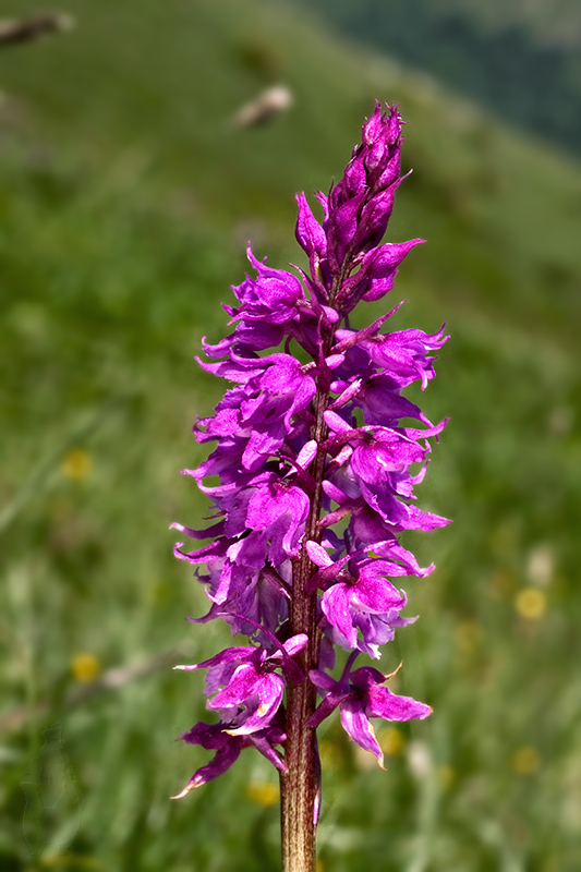 vstavač mužský poznačený Orchis mascula subsp. signifera (Vest) Soó