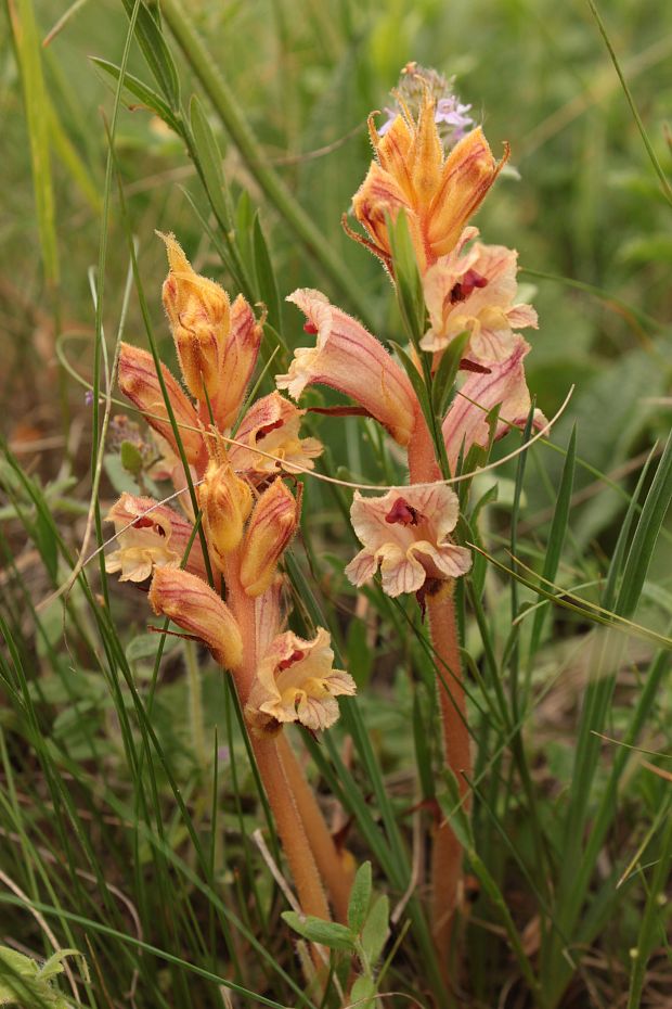 záraza biela Orobanche alba Willd.