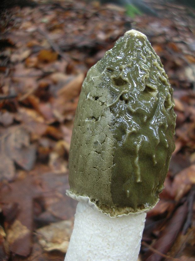 hadovka smradľavá Phallus impudicus L.