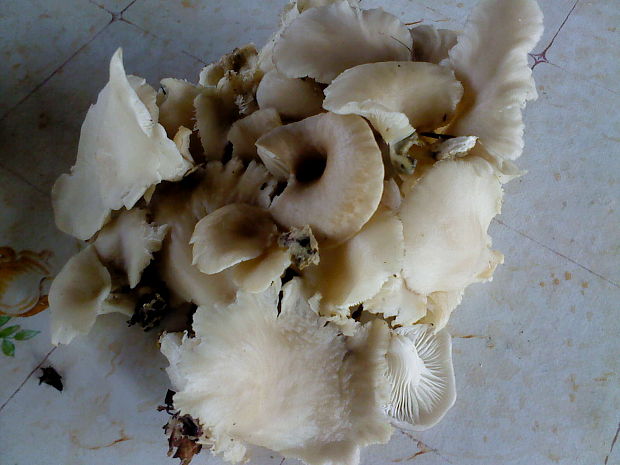 hliva buková Pleurotus pulmonarius (Fr.) Quél.