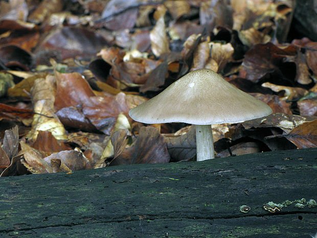 štítovka Pluteus sp.