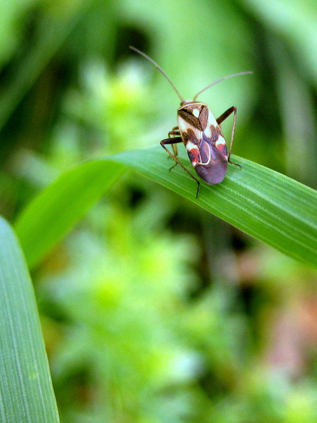 bzdôška Polymerus unifasciatus cf.