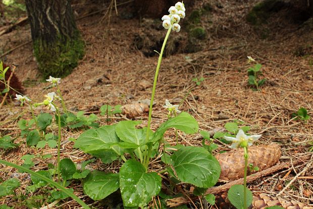 hruštička menšia Pyrola minor L.