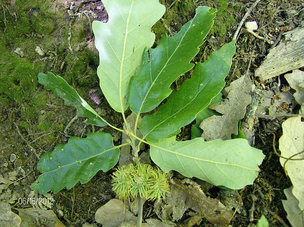 dub cerový Quercus cerris L.