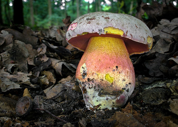 hríb Le Galovej Rubroboletus legaliae (Pilát & Dermek) Della Maggiora & Trassin.