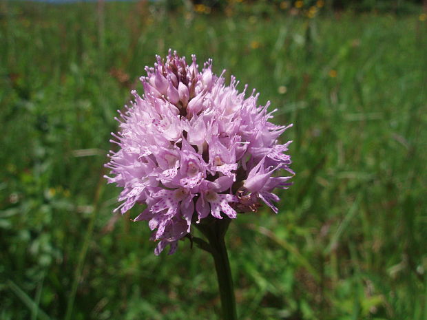 pavstavač hlavatý Traunsteinera globosa (L.) Reichenb.