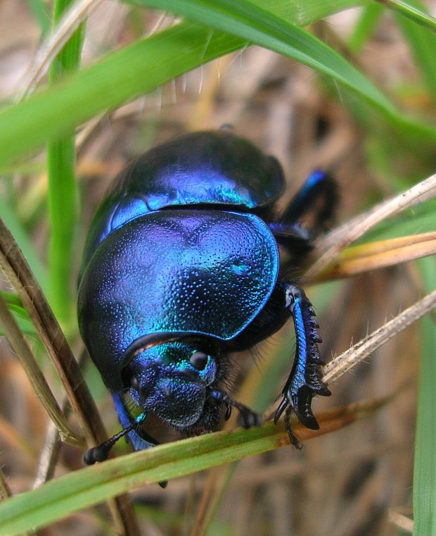 lajniak hladký Trypocopris vernalis