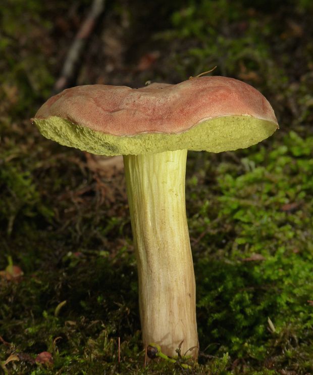 suchohríb červenohnedý Xerocomus ferrugineus (Kuntze) Singer