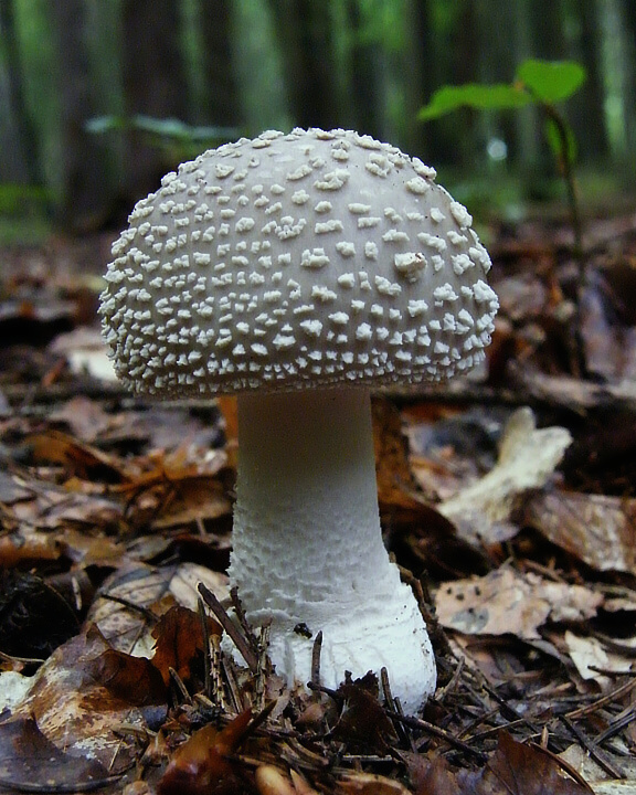 muchotrávka hrubá Amanita excelsa (Fr.) Bertill.