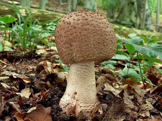 muchotrávka červenkastá Amanita rubescens Pers.