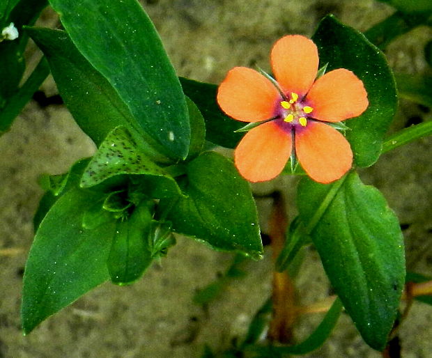 drchnička roľná Anagallis arvensis L.