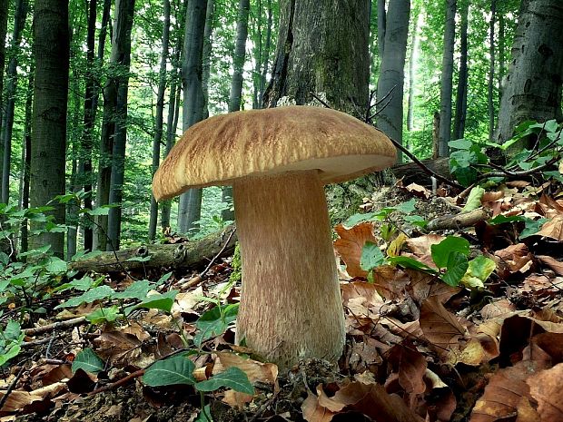 hríb dubový Boletus reticulatus Schaeff.